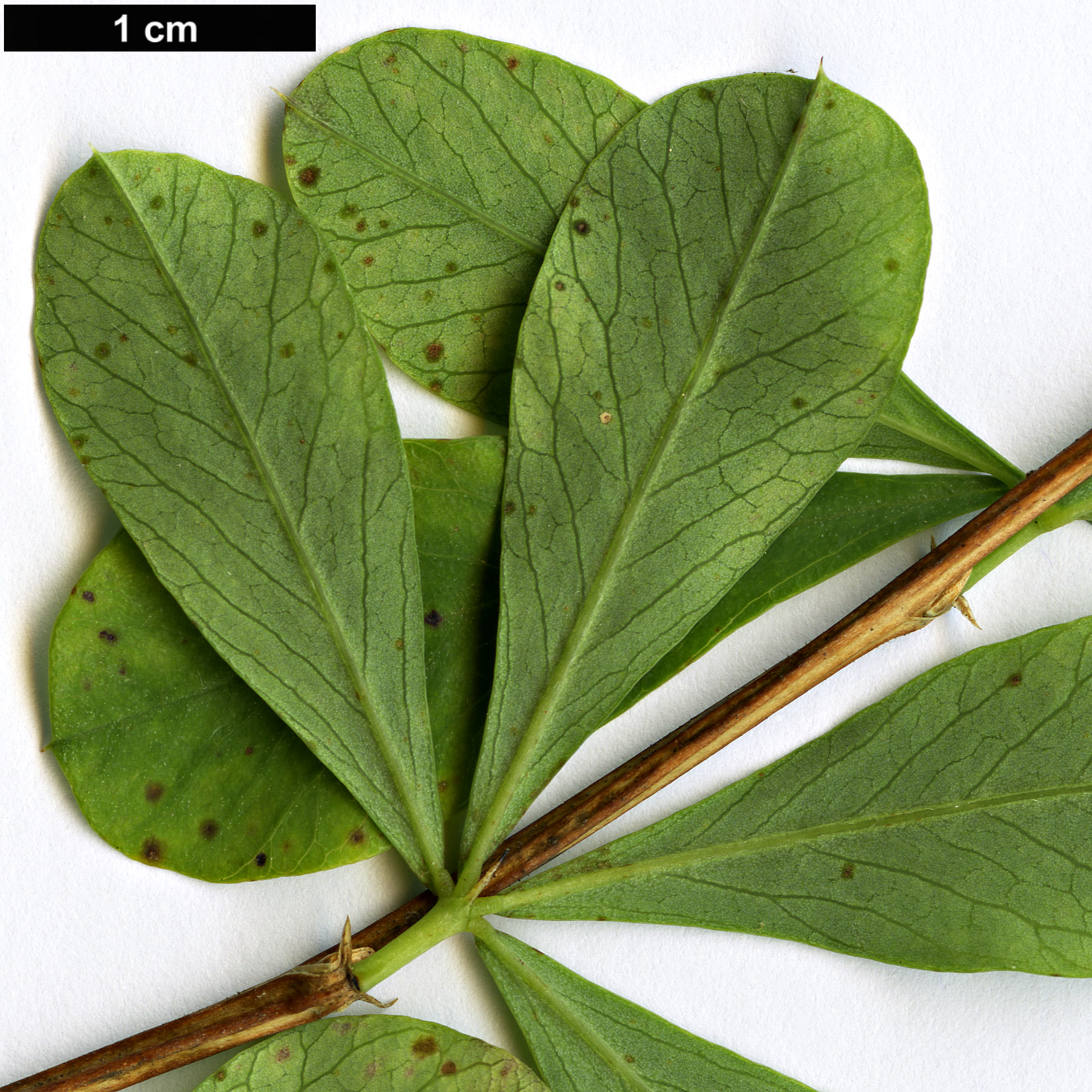 High resolution image: Family: Fabaceae - Genus: Caragana - Taxon: frutex